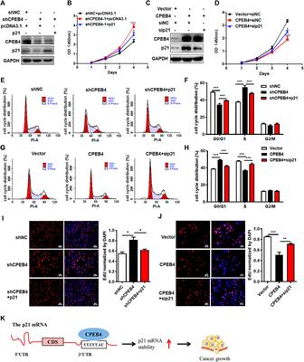CPEB4 Inhibit Cell Proliferation via Upregulating p21 mRNA Stability in Renal Cell Carcinoma